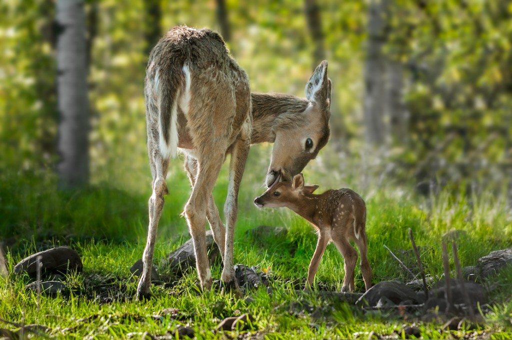 Oh Deer! Protecting our plants from&nbsp;visitors.